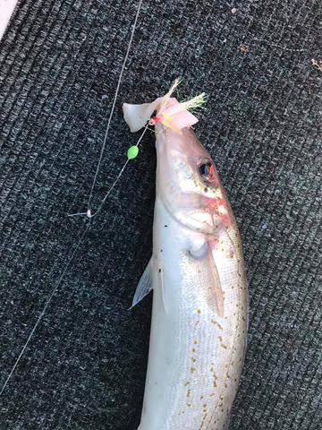 Whiting Rigs x 5 With Burley - Mongrel Fishing Tackle