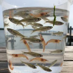 Bait Trap Shrimp Net