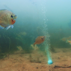 Baitcloud Twins Pan Fish - Mongrel Fishing Tackle