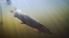 Baitcloud Twins Predatory - Mongrel Fishing Tackle