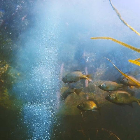 Baitcloud Twins Pan Fish - Mongrel Fishing Tackle