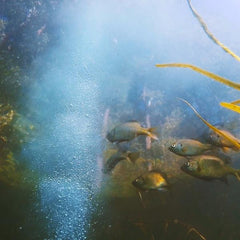 Baitcloud Twins Pan Fish - Mongrel Fishing Tackle