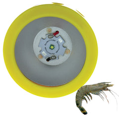 Prawn Flounder Gar Fish Sqiud LIGHT